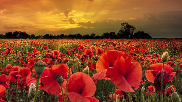 somme concert